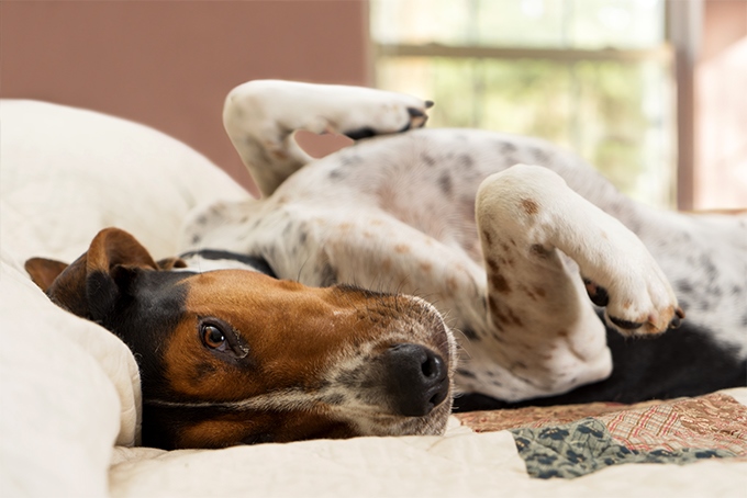树丛浣熊猎犬