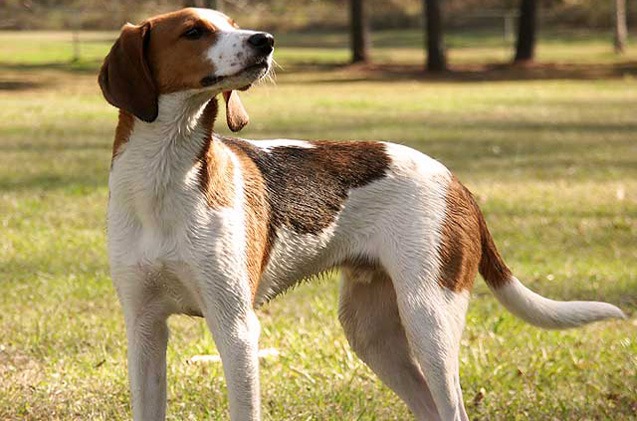 树丛浣熊猎犬