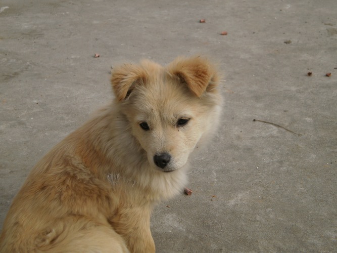 土狗