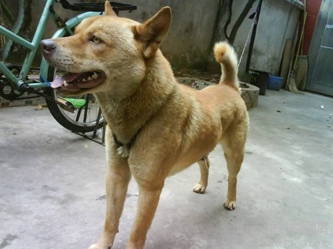 土狗