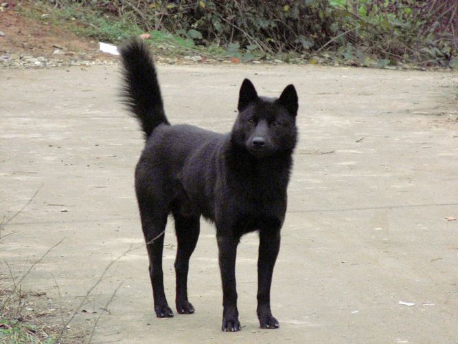 土狗