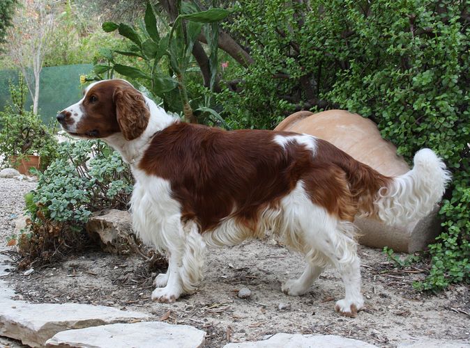 威尔士跳猎犬