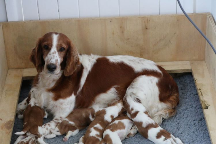 威尔士跳猎犬
