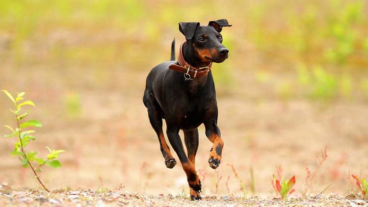 玩具曼彻斯特犬