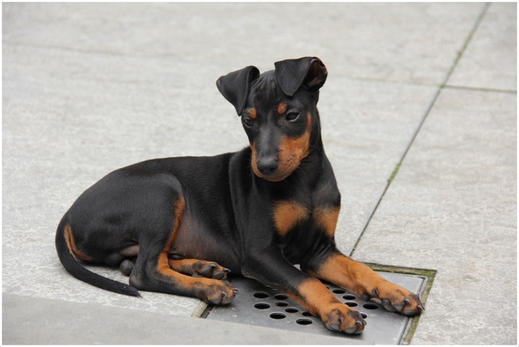 玩具曼彻斯特犬