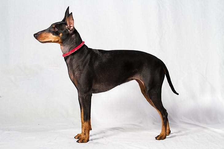 玩具曼彻斯特犬