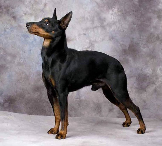 玩具曼彻斯特犬