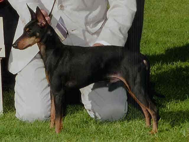 玩具曼彻斯特犬