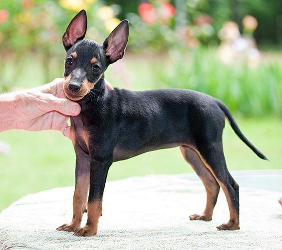 玩具曼彻斯特犬