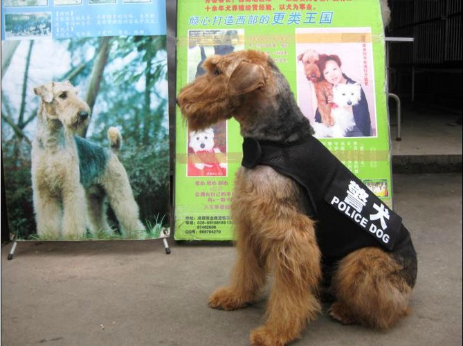 万能梗