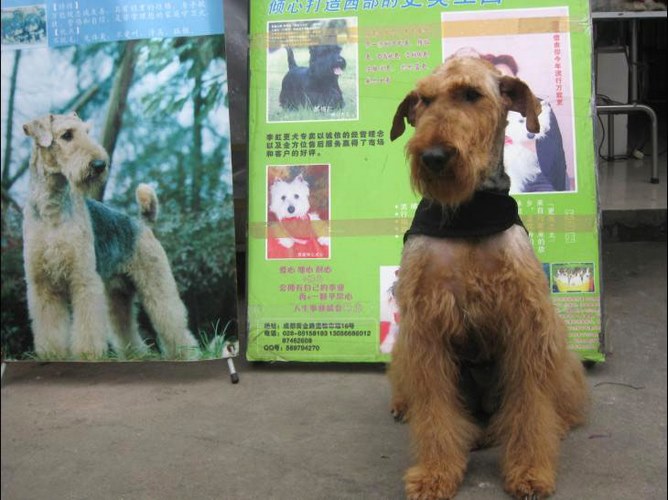 万能梗