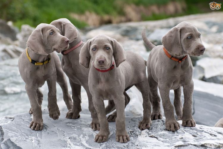 威玛犬
