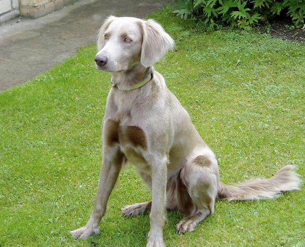 威玛犬