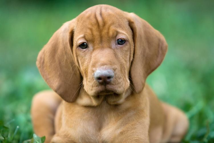 维希拉猎犬