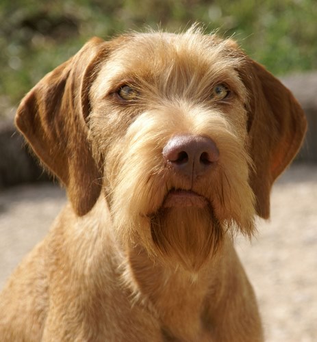 维希拉猎犬