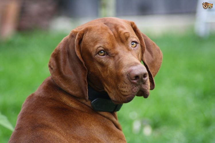 维希拉猎犬
