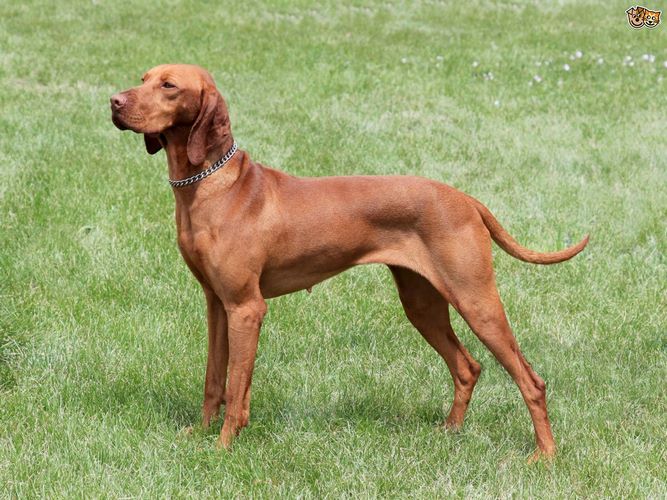 维希拉猎犬