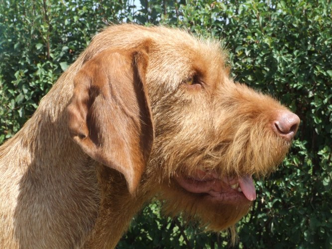 维希拉猎犬