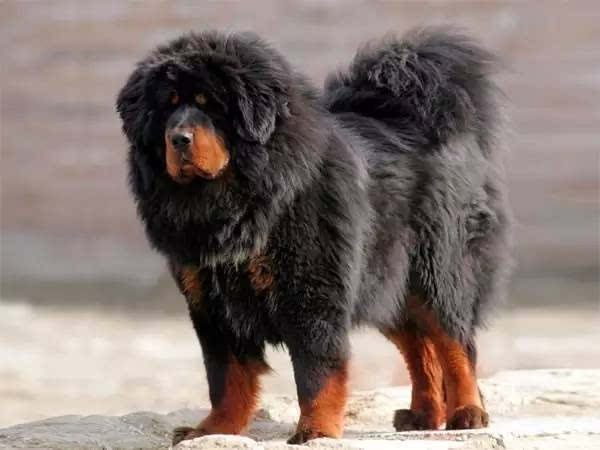 西藏獒犬