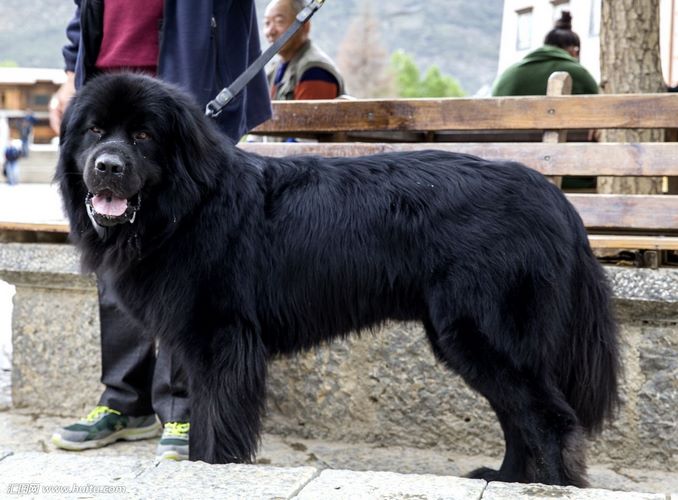 西藏獒犬