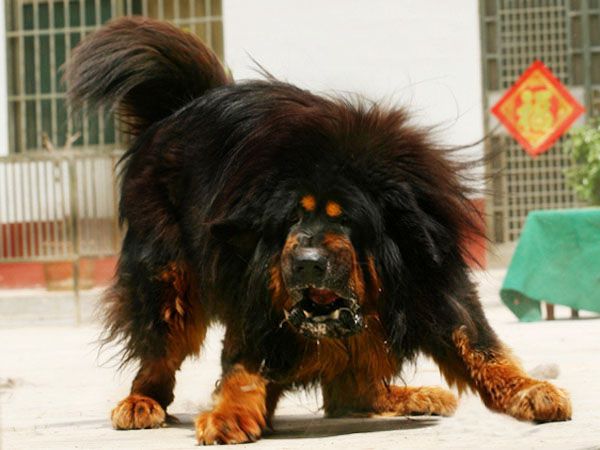 西藏獒犬