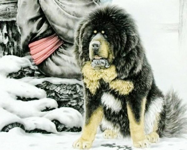 西藏獒犬