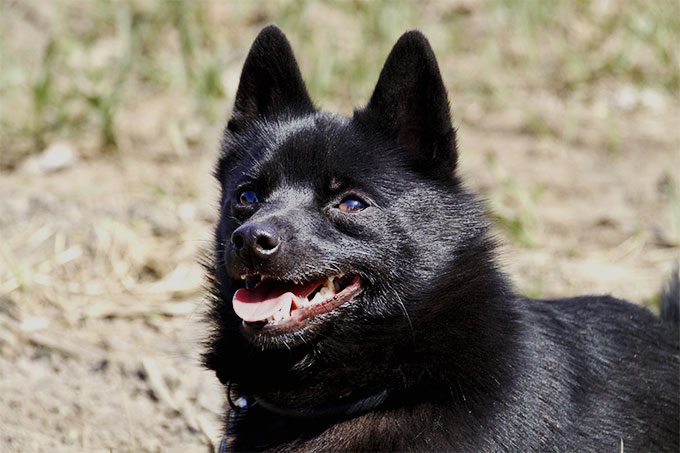 西帕基犬
