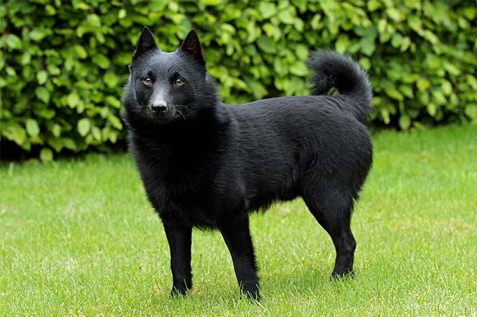 西帕基犬