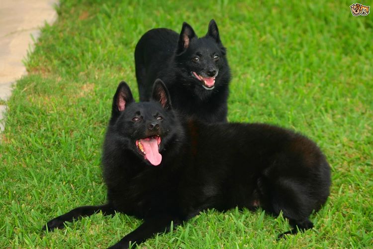 西帕基犬