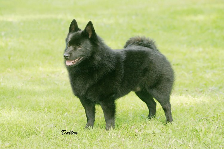 西帕基犬