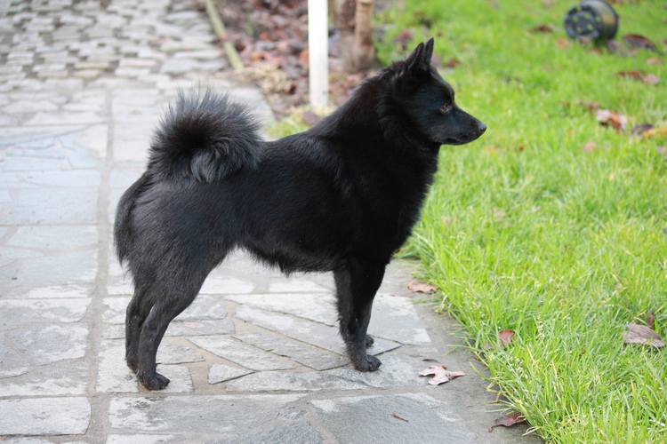 西帕基犬