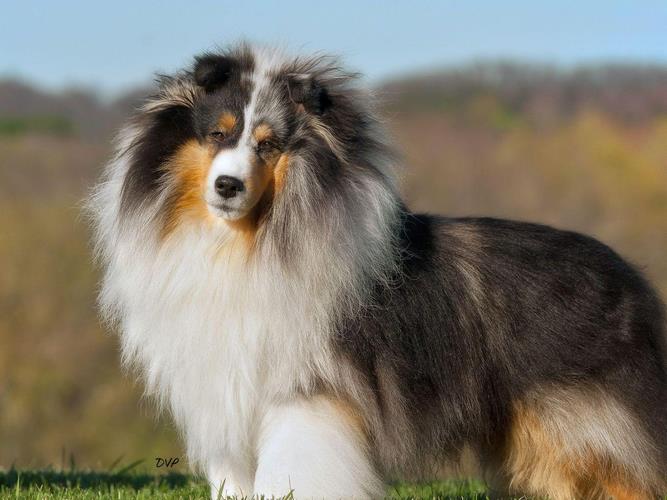 喜乐蒂牧羊犬