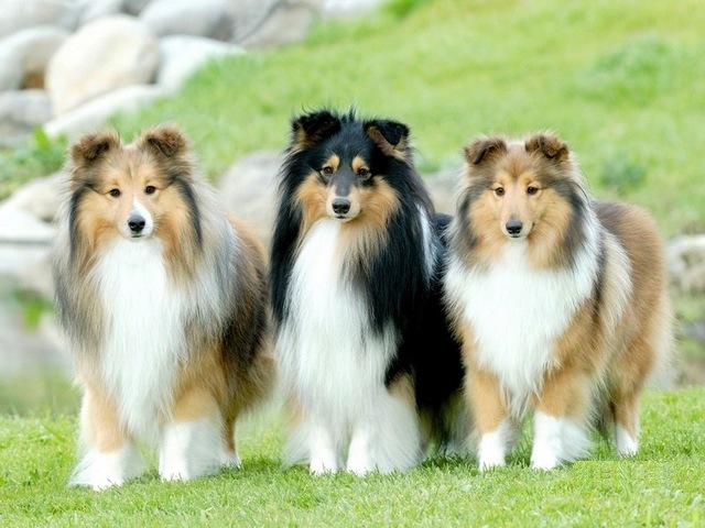 喜乐蒂牧羊犬