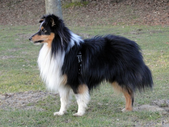 喜乐蒂牧羊犬