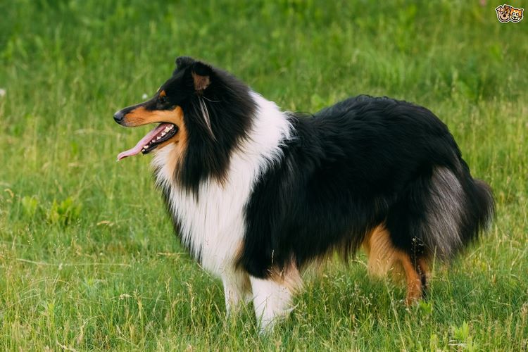 谢德兰牧羊犬