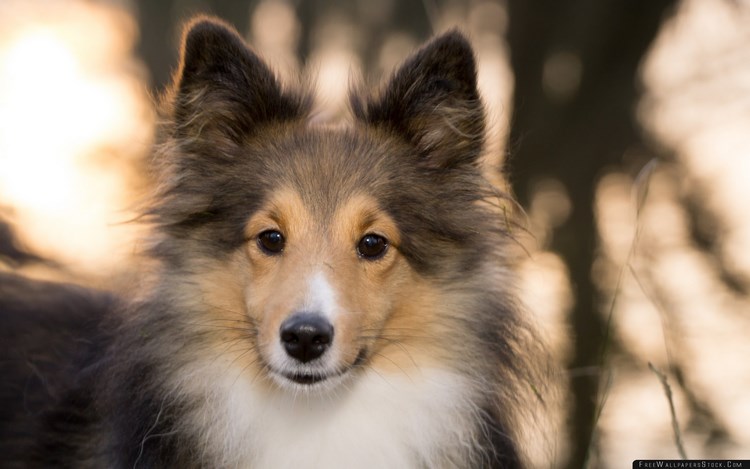 谢德兰牧羊犬