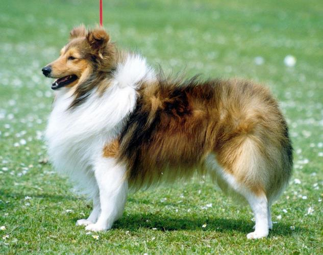 谢德兰牧羊犬