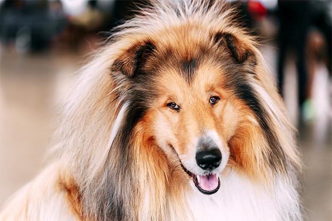 谢德兰牧羊犬