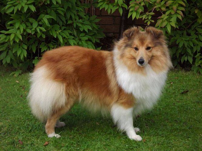 谢德兰牧羊犬