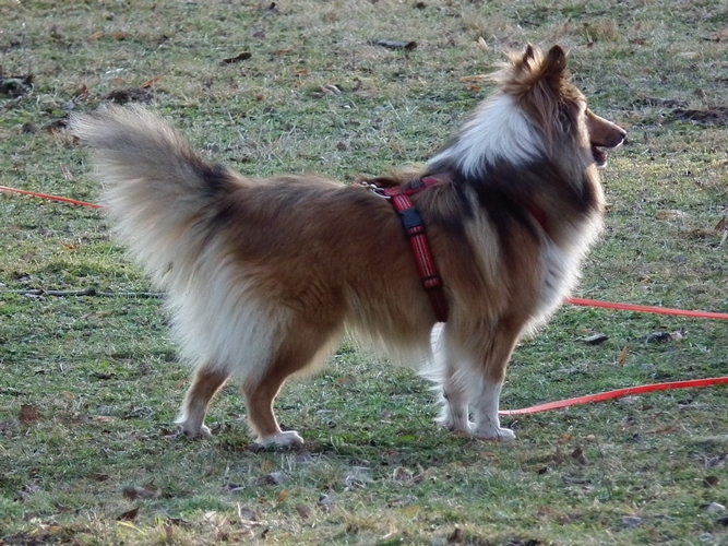 谢德兰牧羊犬