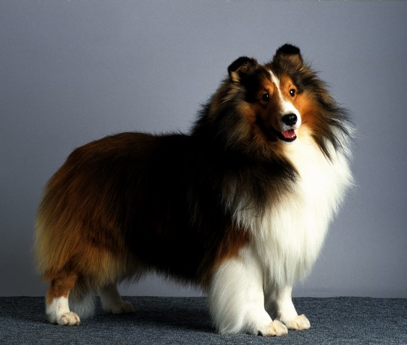 谢德兰牧羊犬