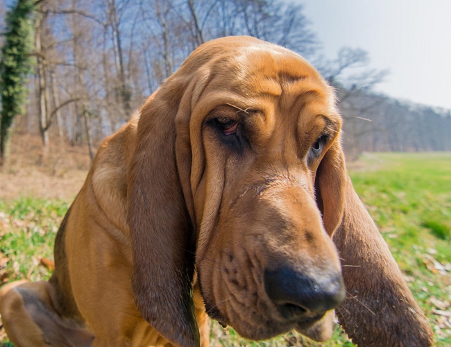寻血猎犬