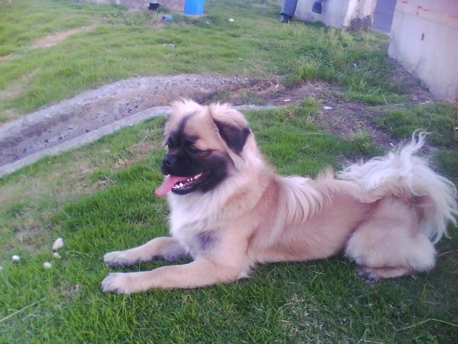 西藏猎犬