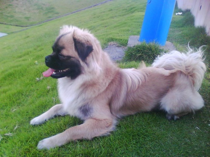 西藏猎犬
