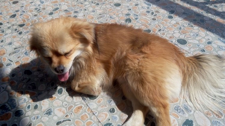 西藏猎犬