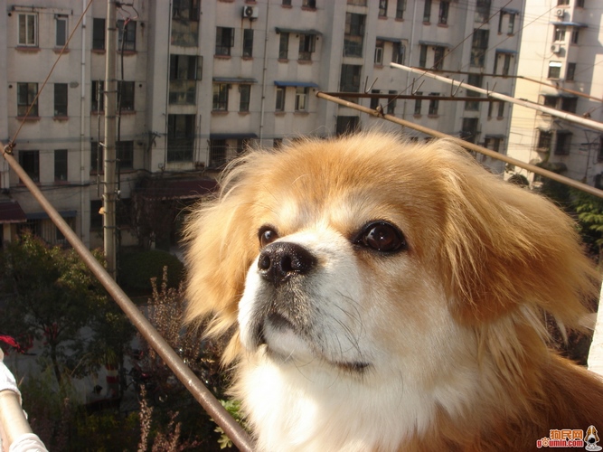 西藏猎犬