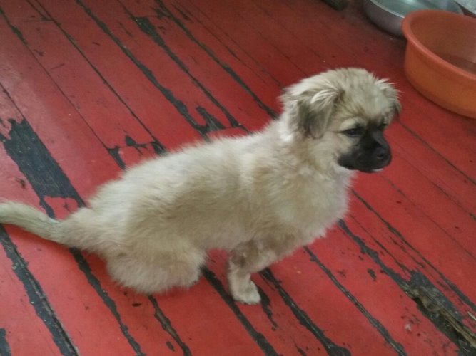 西藏猎犬