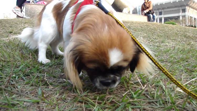 西藏猎犬