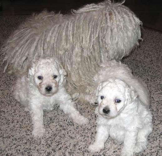 匈牙利牧羊犬
