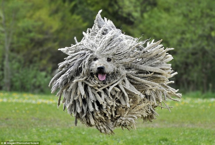 匈牙利牧羊犬
